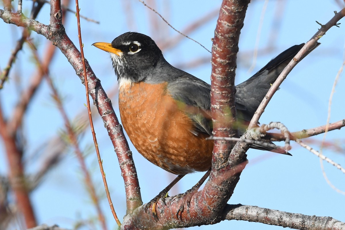 American Robin - ML633574197