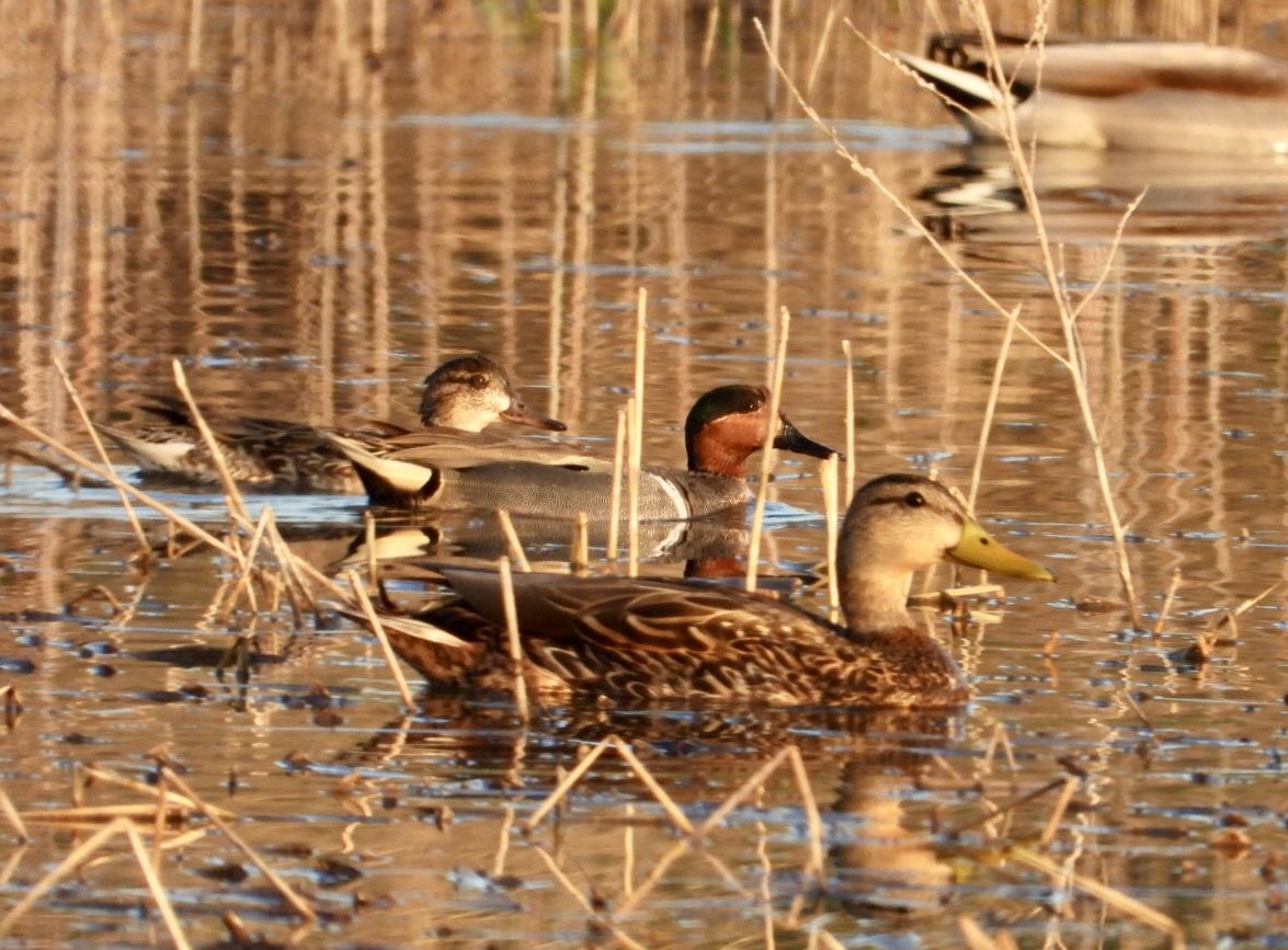 Ногоохон нугас - ML633574245
