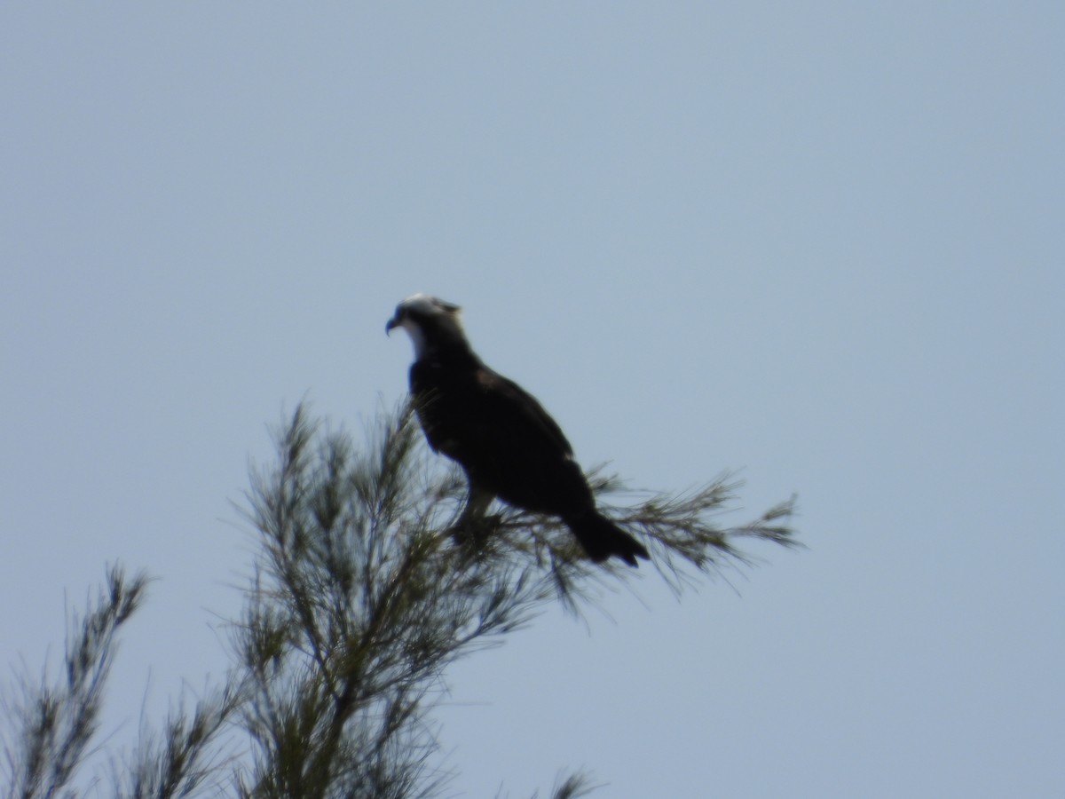 Osprey - ML633574314