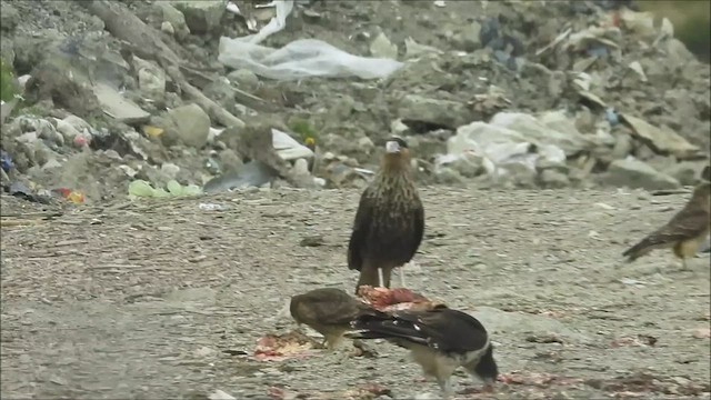 Crested Caracara - ML633574371