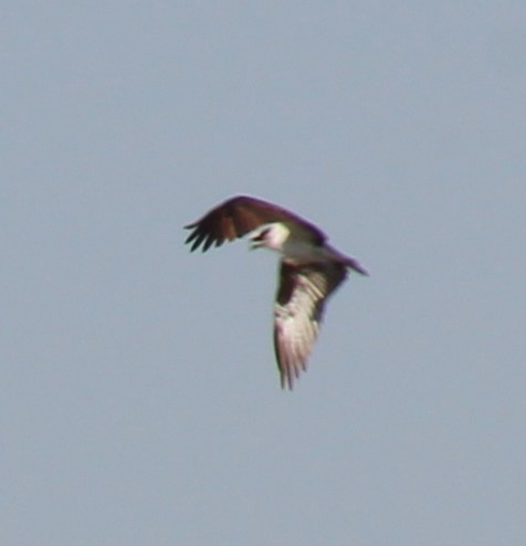 שלך - ML633574527