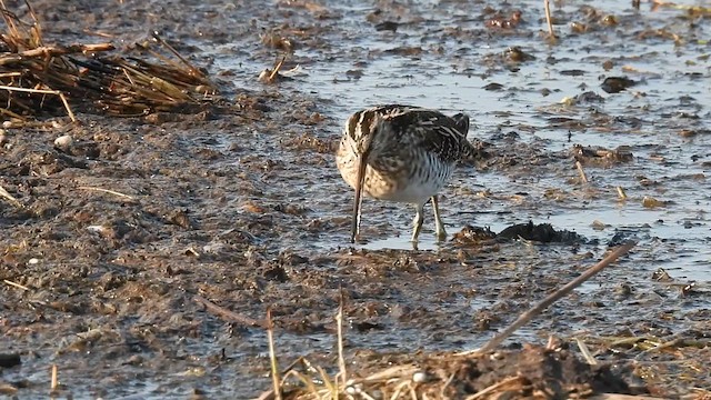 アメリカタシギ - ML633574538