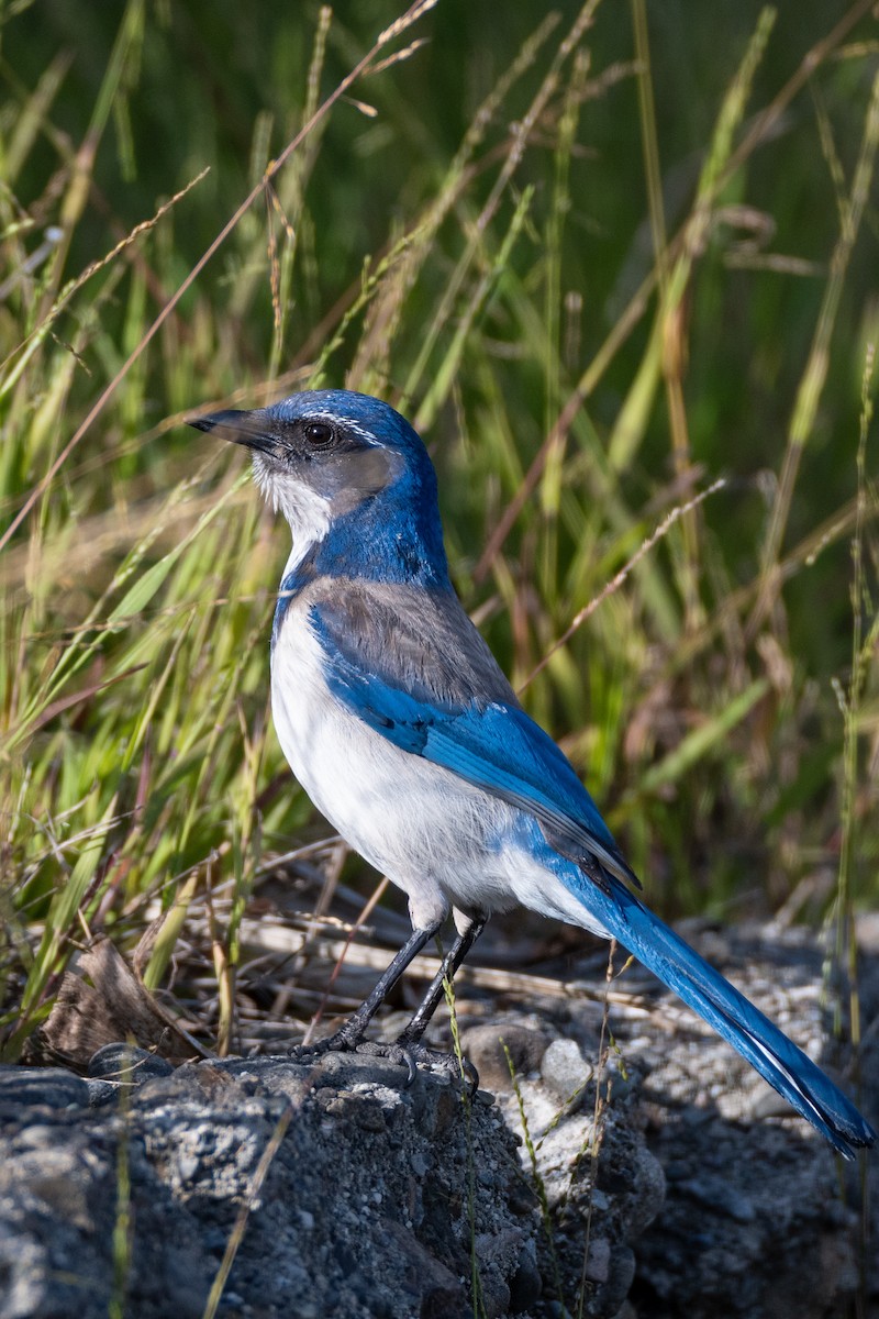 California Scrub-Jay - ML633574574