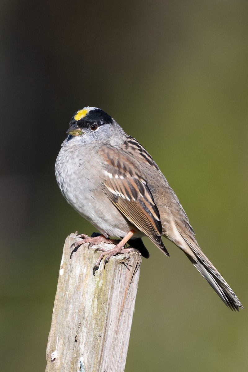 Golden-crowned Sparrow - ML633574579