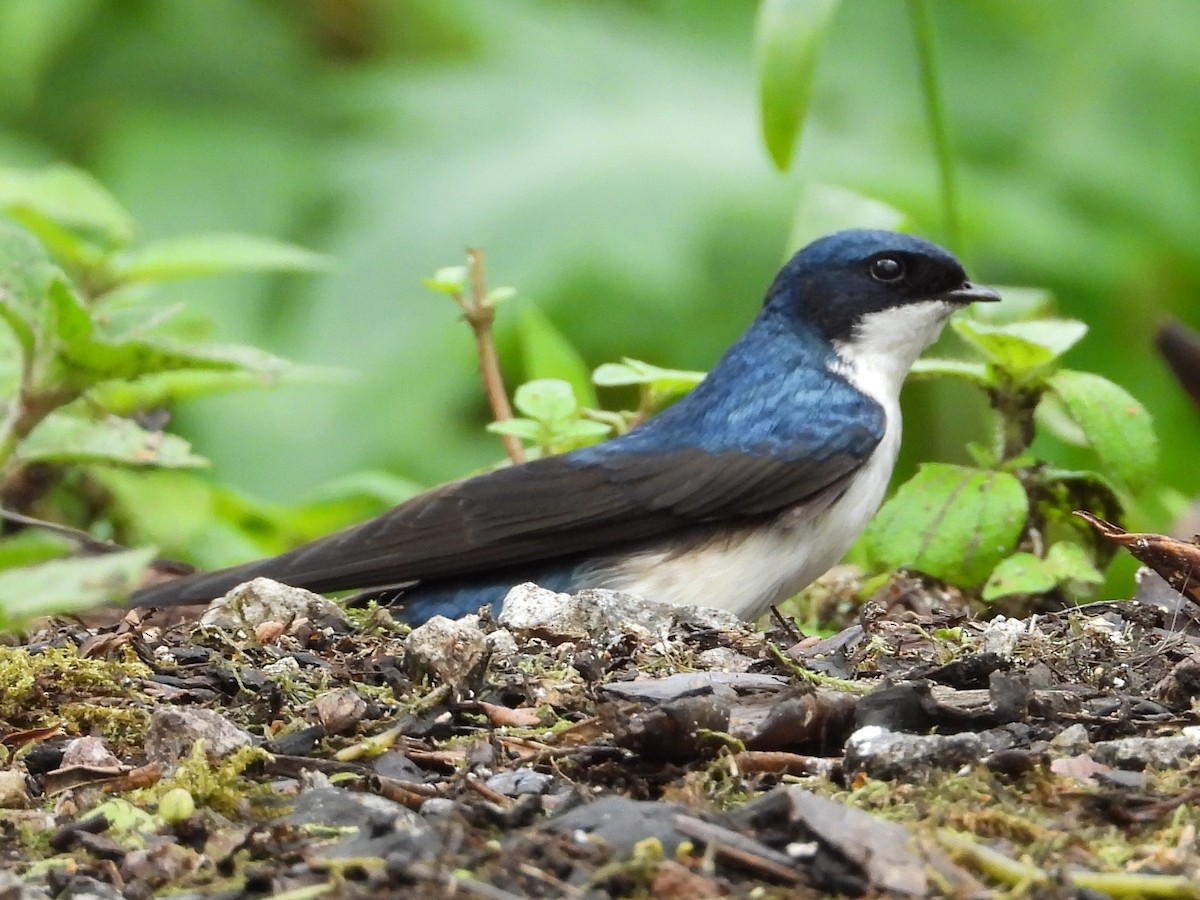 vlaštovka modrobílá - ML633574802