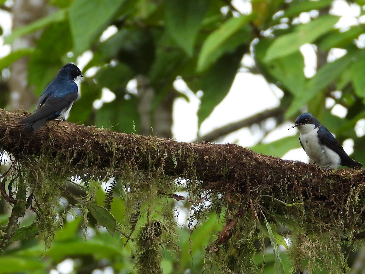 vlaštovka modrobílá - ML633574820