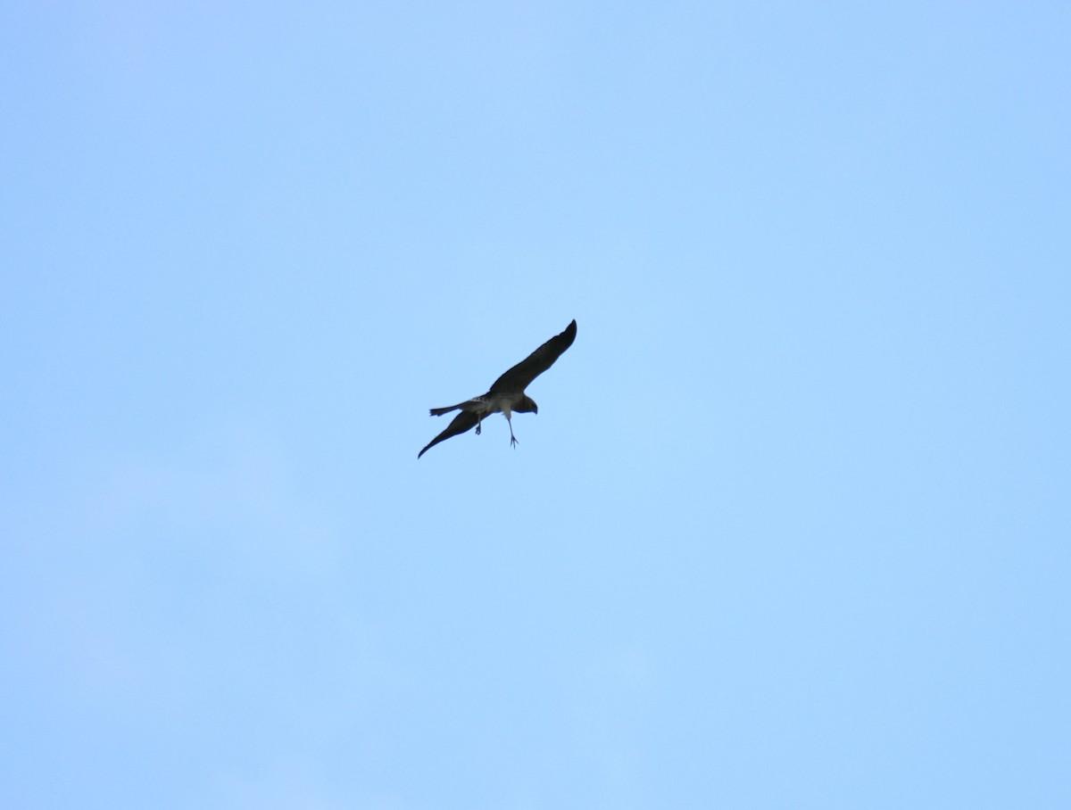 Spotted Harrier - ML633574838