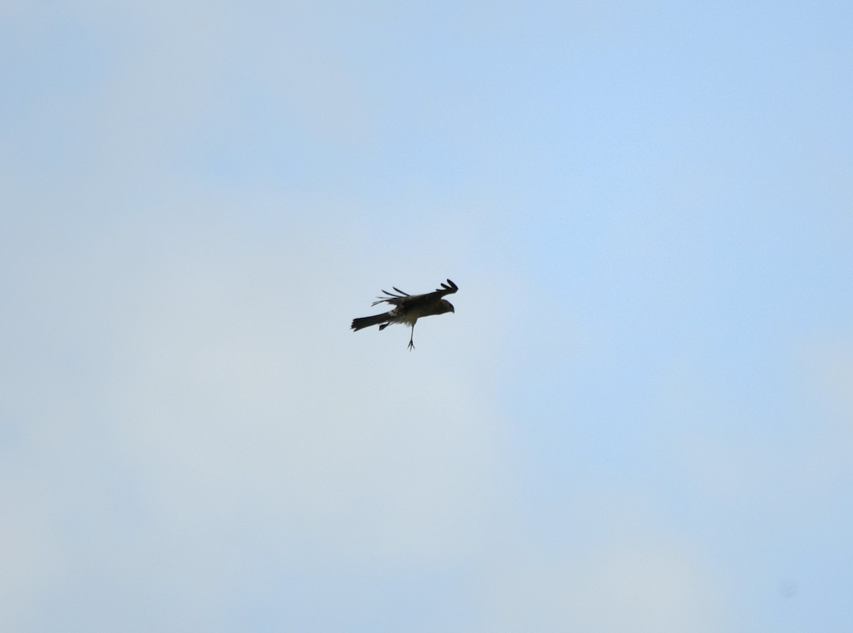 Spotted Harrier - ML633574839