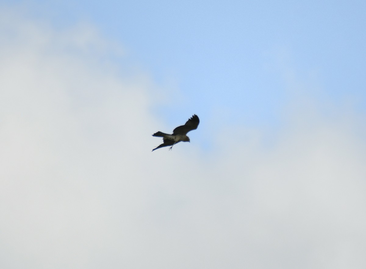 Spotted Harrier - ML633574841
