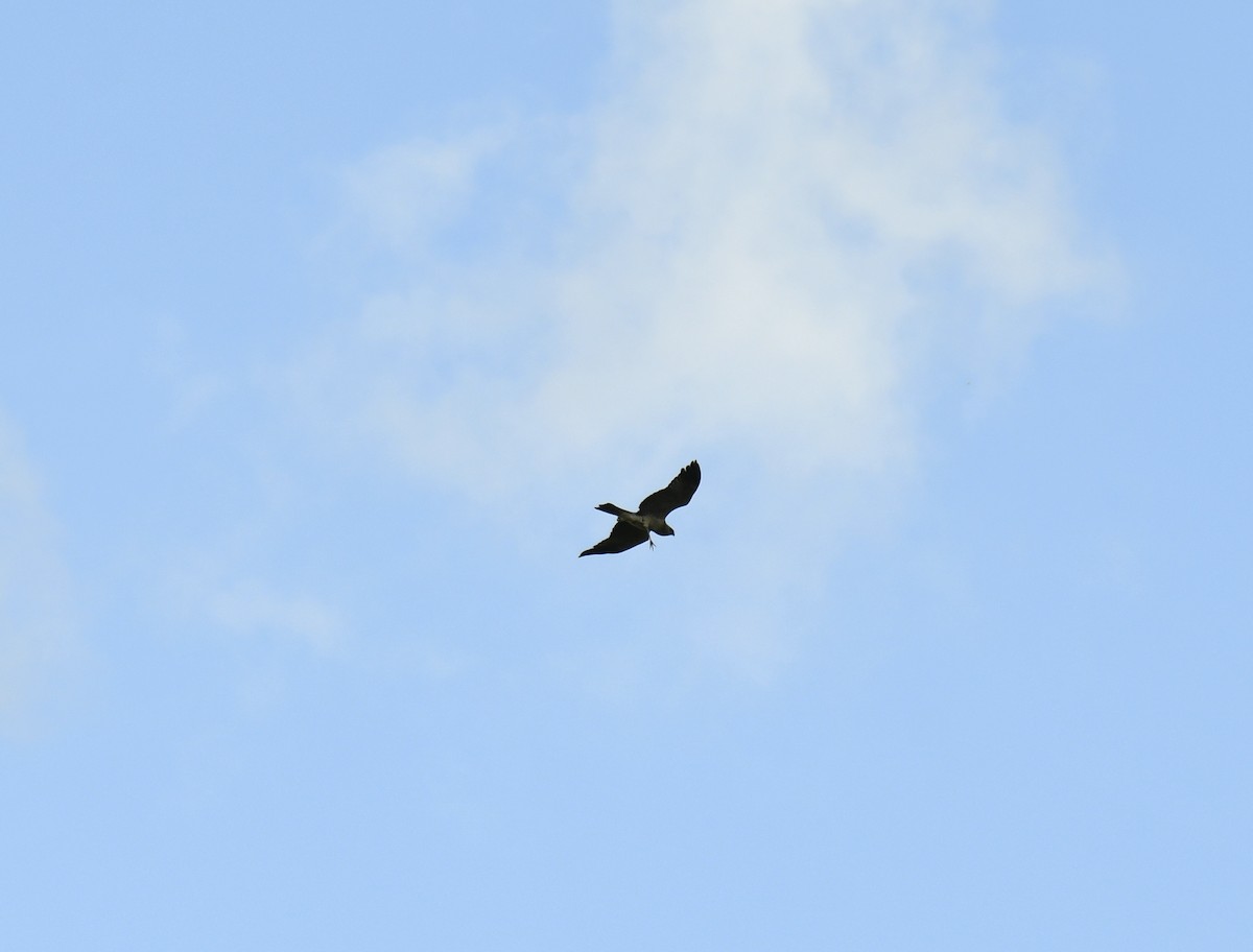 Spotted Harrier - ML633574843