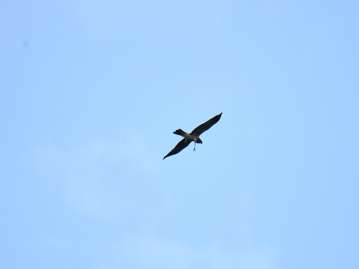 Spotted Harrier - ML633574844