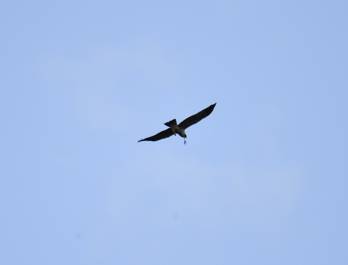 Spotted Harrier - ML633574846
