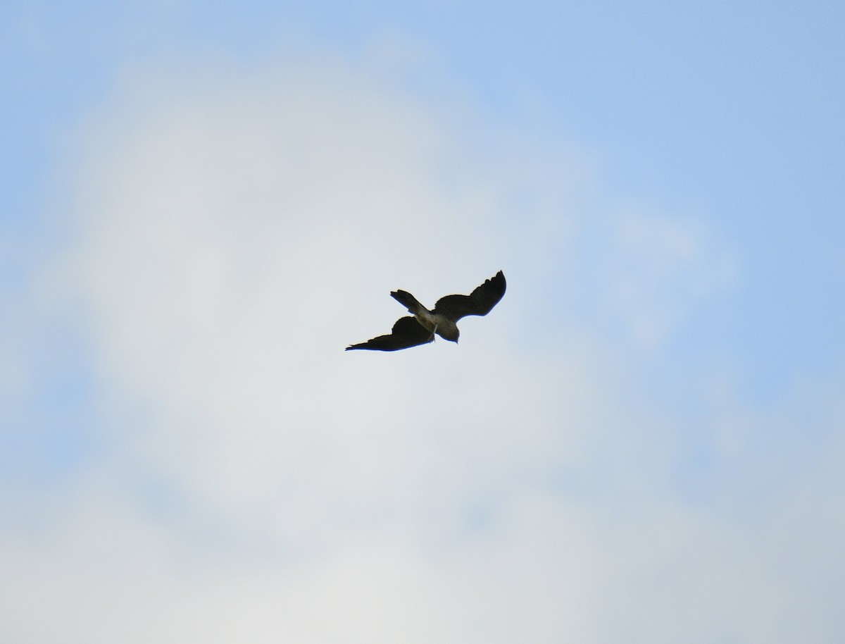 Spotted Harrier - ML633574849
