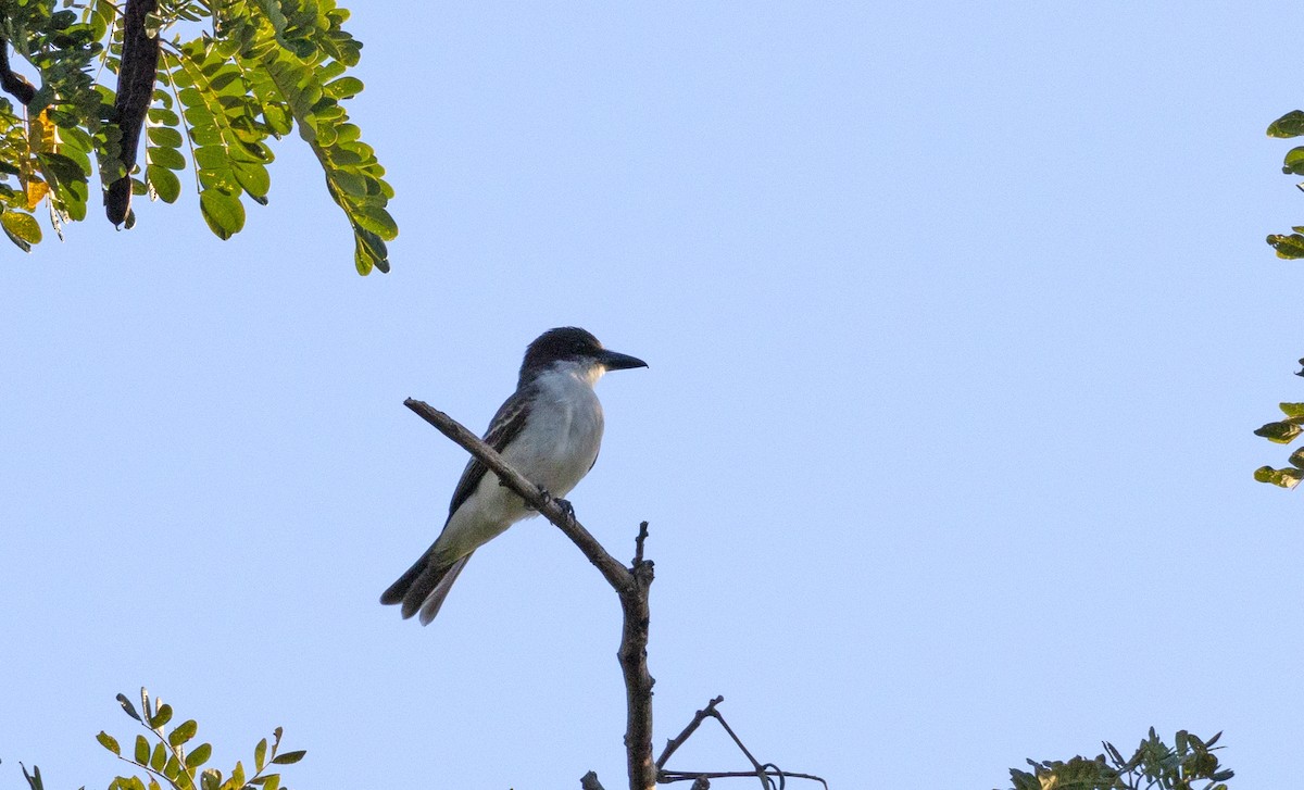 Giant Kingbird - ML633574881
