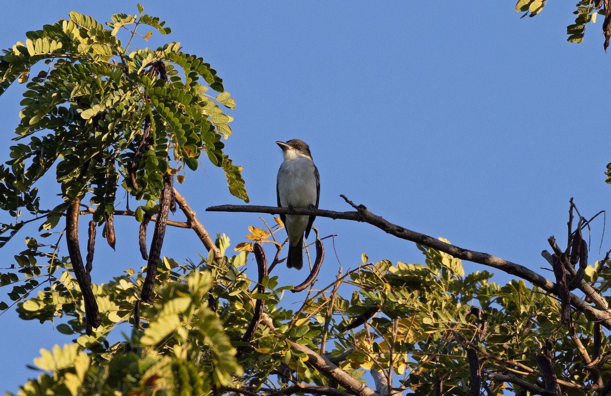 Giant Kingbird - ML633574882