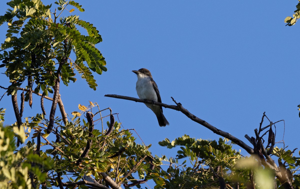 Giant Kingbird - ML633574883