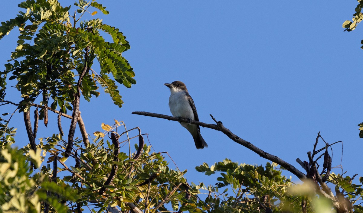 Giant Kingbird - ML633574884