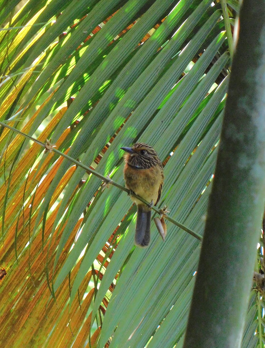 Crescent-chested Puffbird - ML633574941