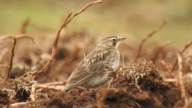 Horned Lark - ML633575057