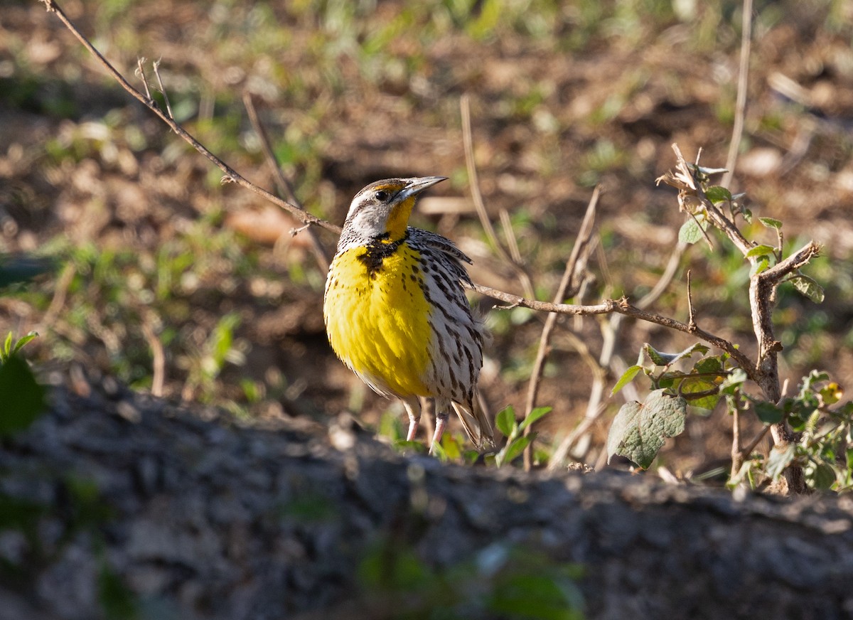 Eastern Meadowlark (Cuban) - ML633575096