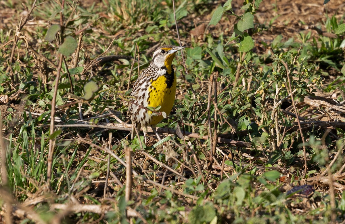 Eastern Meadowlark (Cuban) - ML633575097
