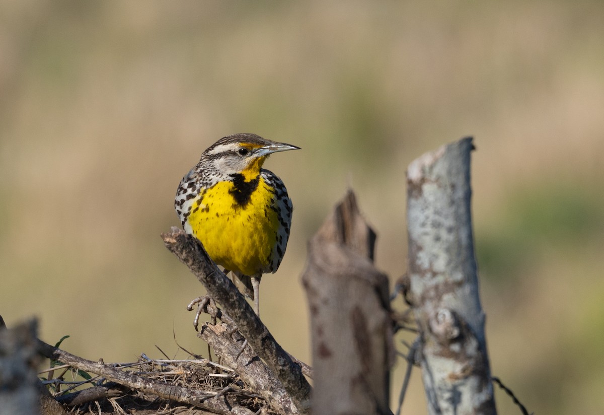 Eastern Meadowlark (Cuban) - ML633575098