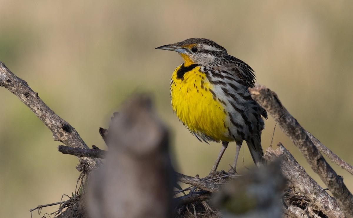 Eastern Meadowlark (Cuban) - ML633575099