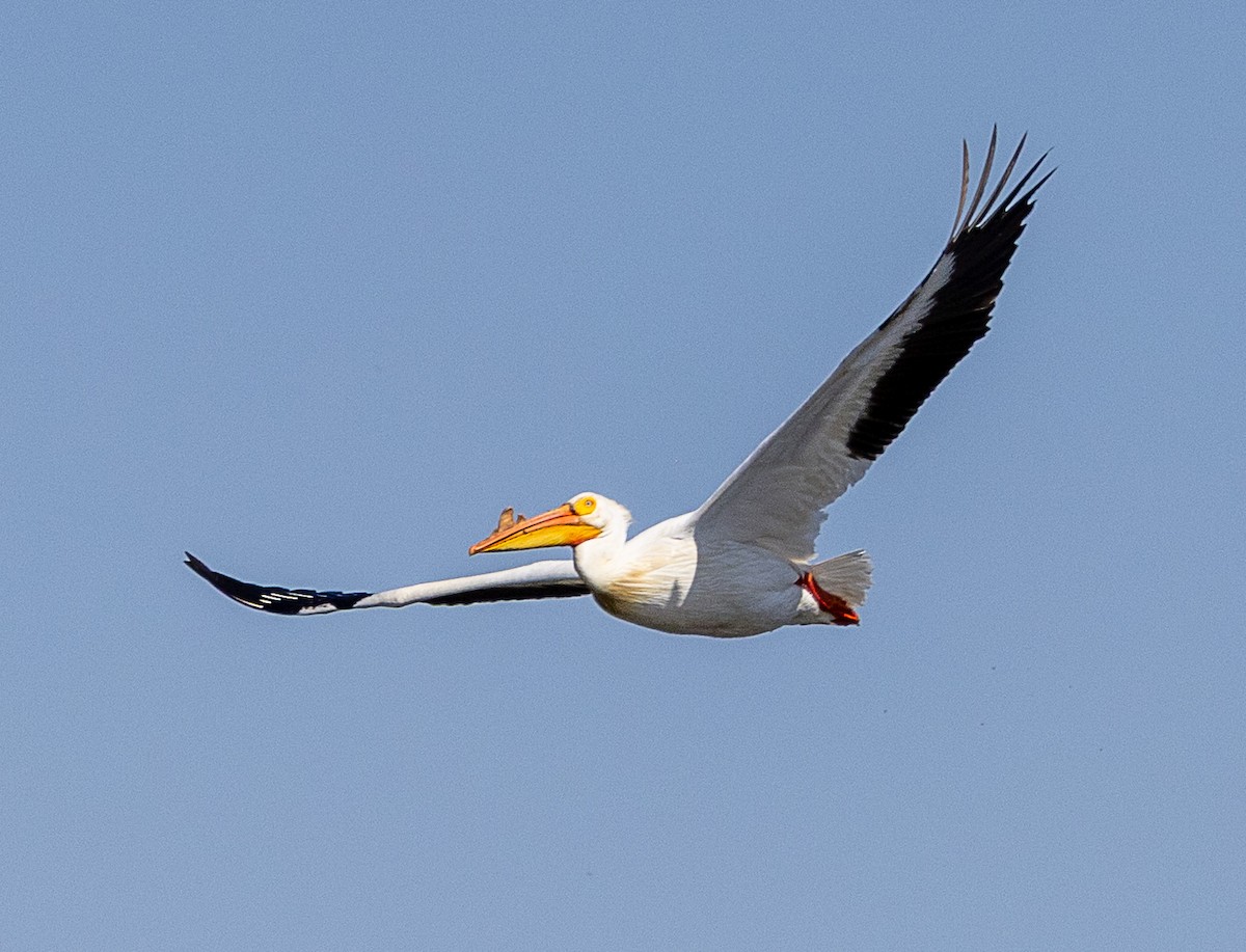 American White Pelican - ML633575100
