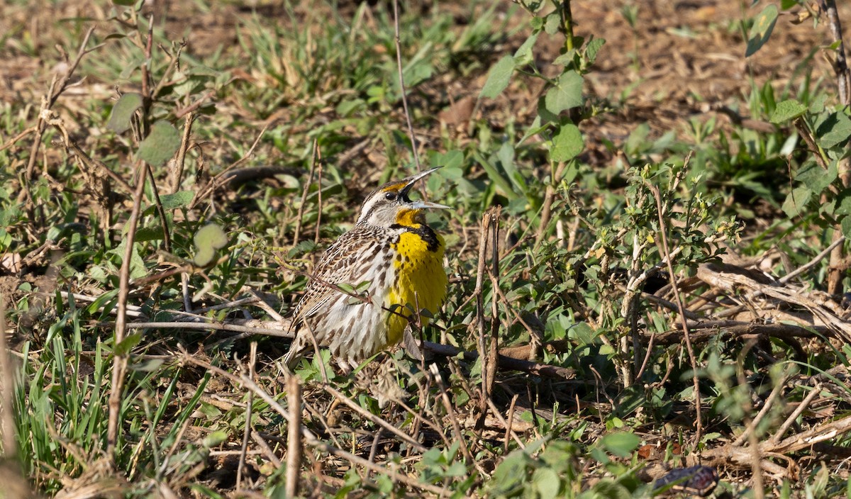 Eastern Meadowlark (Cuban) - ML633575101
