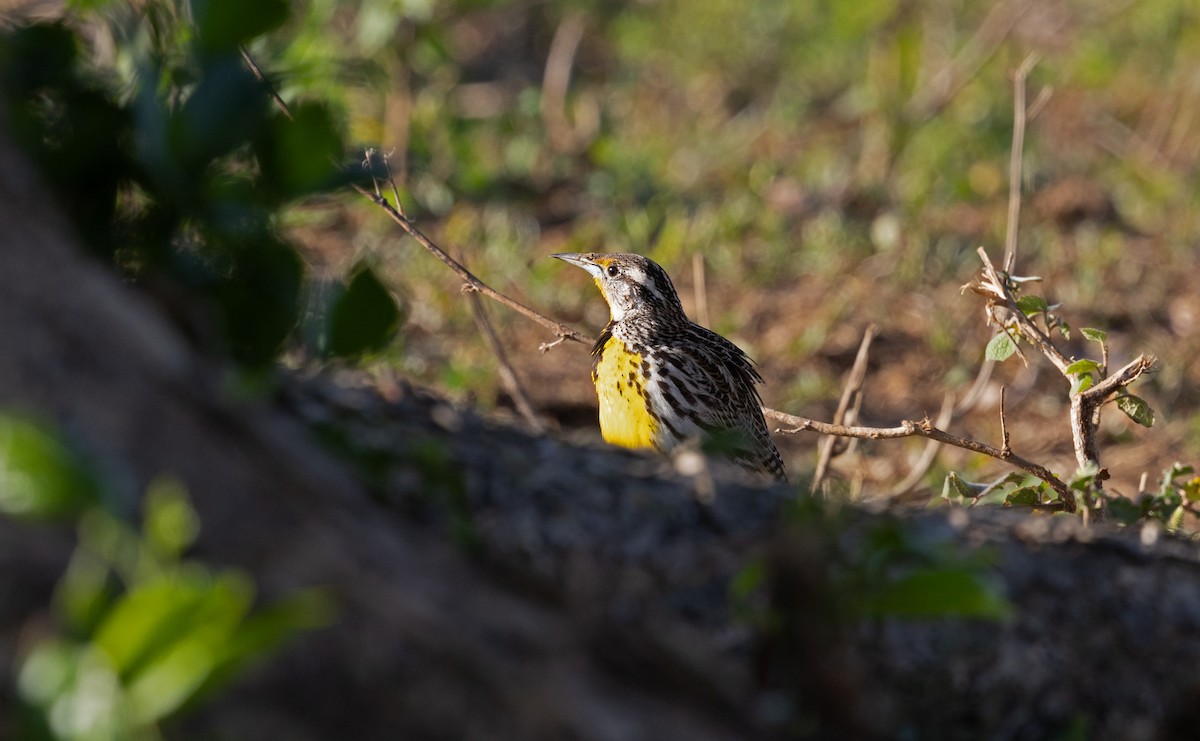 Eastern Meadowlark (Cuban) - ML633575102
