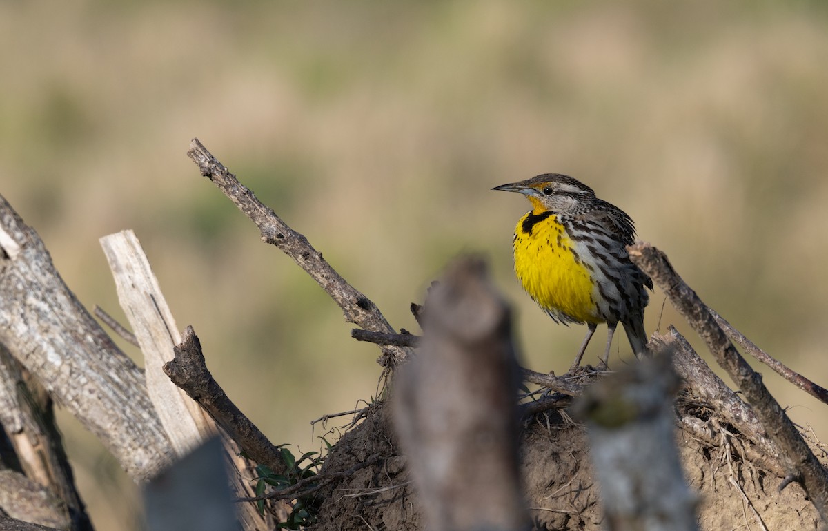 Eastern Meadowlark (Cuban) - ML633575104