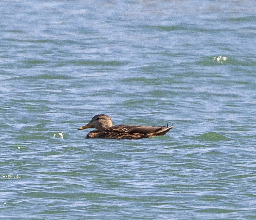 Mexican Duck - ML633575118