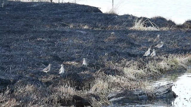American Golden-Plover - ML633575124