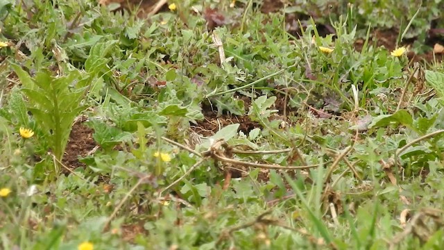 Horned Lark - ML633575149