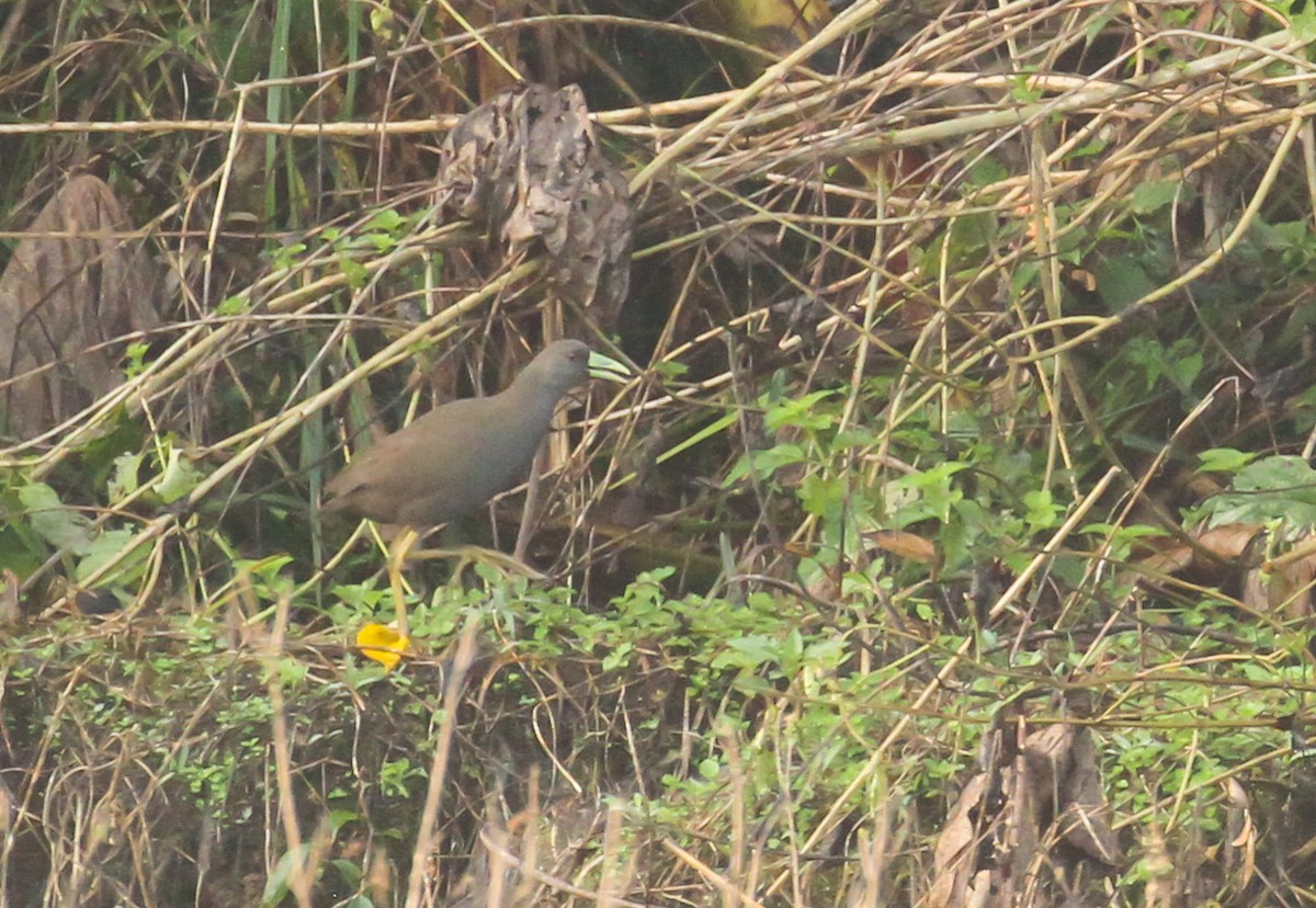 Plain Bush-hen - ML633575173