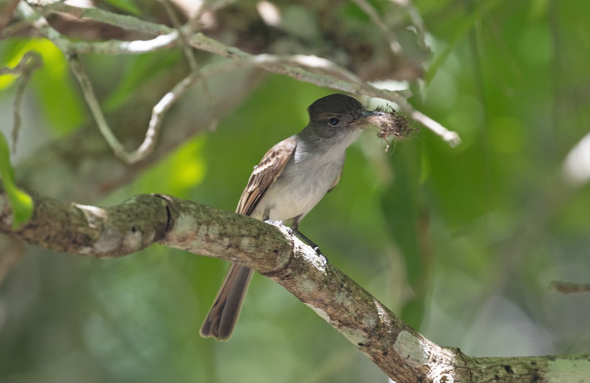 La Sagra's Flycatcher - ML633575213