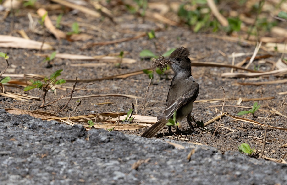 La Sagra's Flycatcher - ML633575215