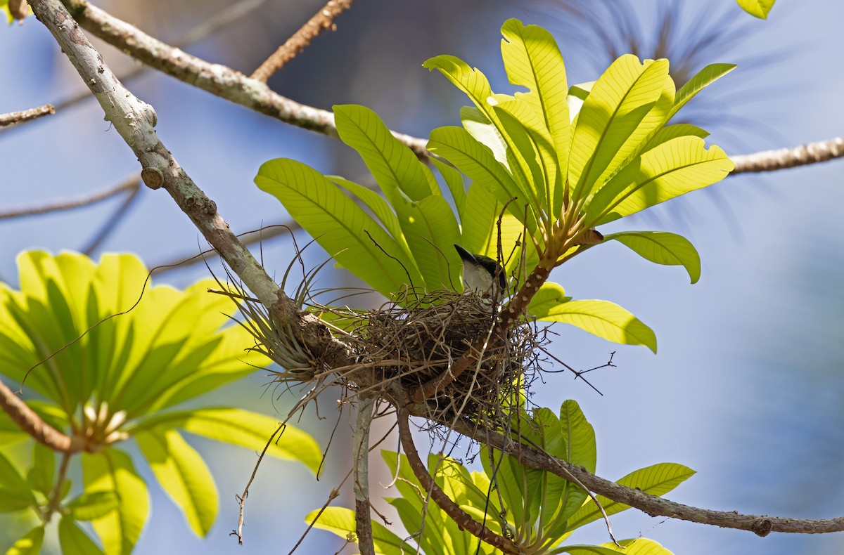 La Sagra's Flycatcher - ML633575218