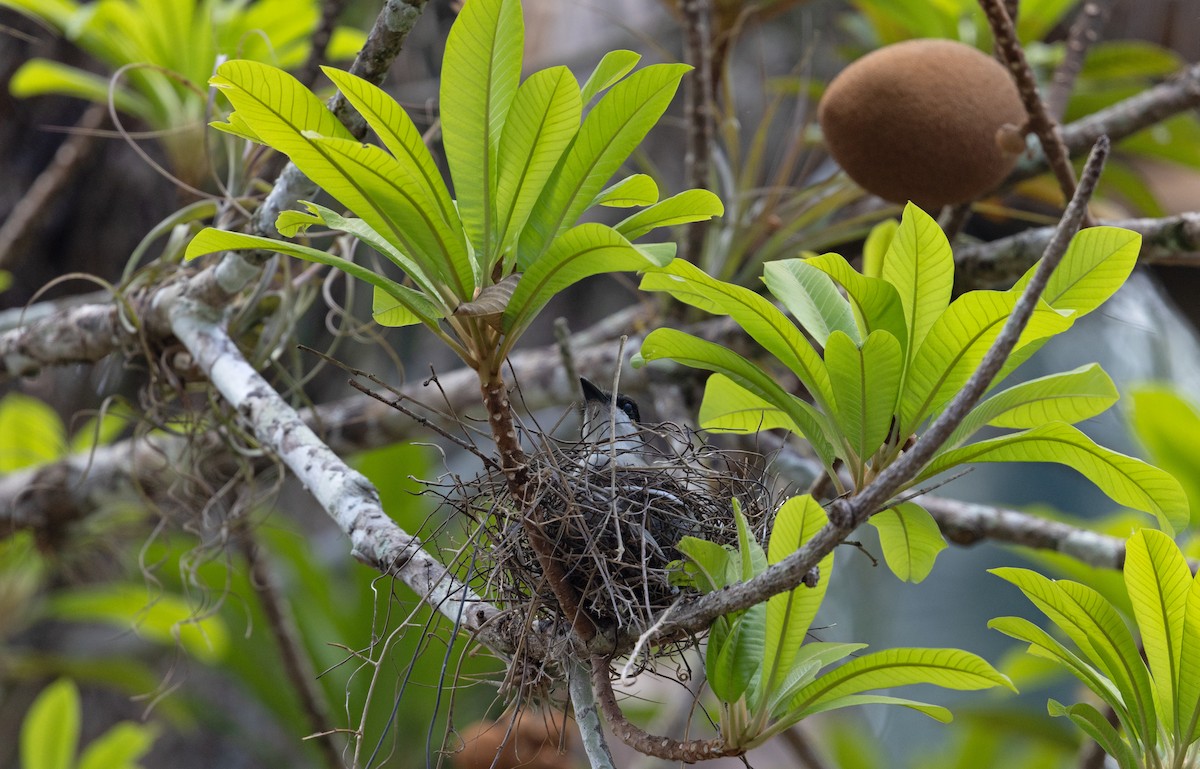 La Sagra's Flycatcher - ML633575219