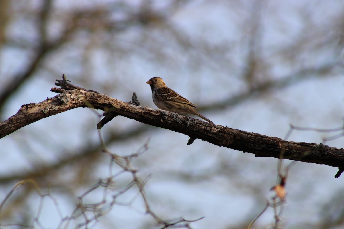 Harris's Sparrow - ML633575247