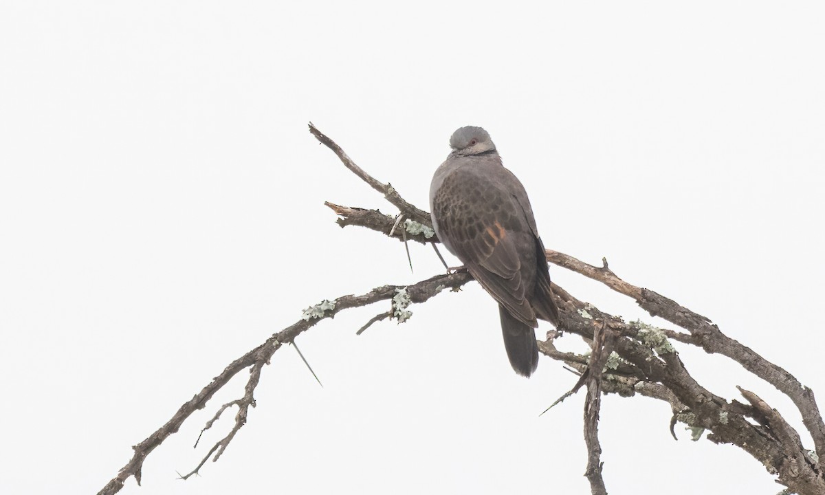 Dusky Turtle-Dove - ML633575514