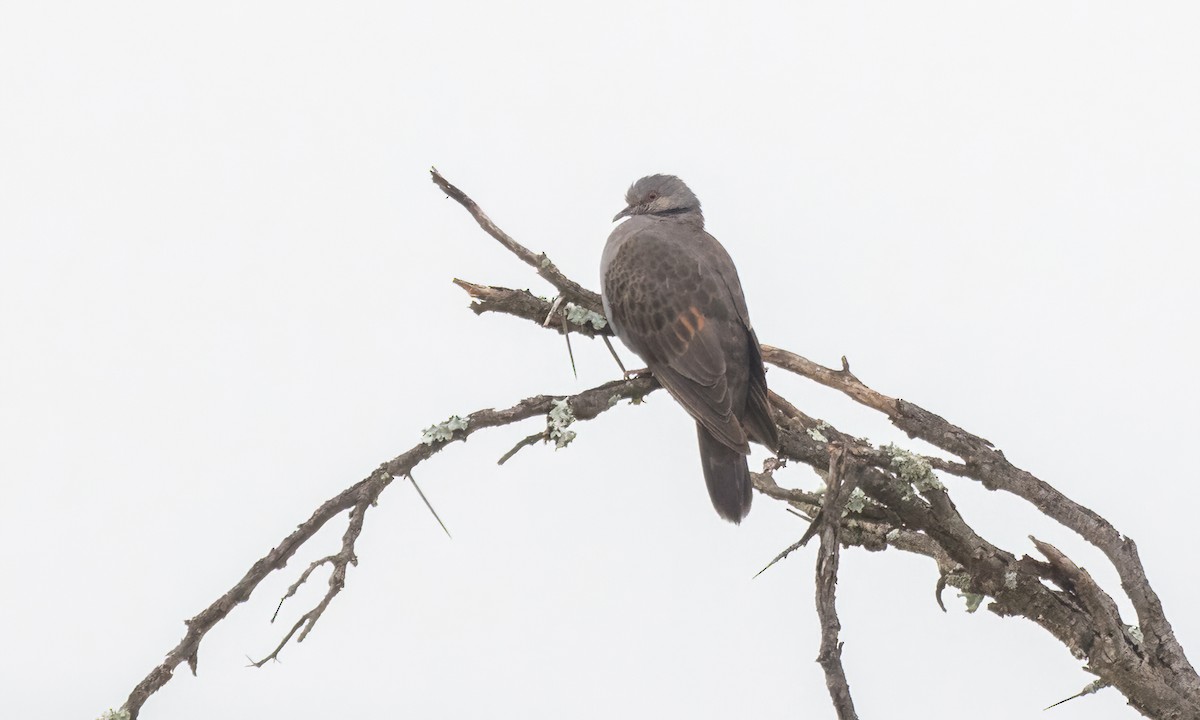 Dusky Turtle-Dove - ML633575515