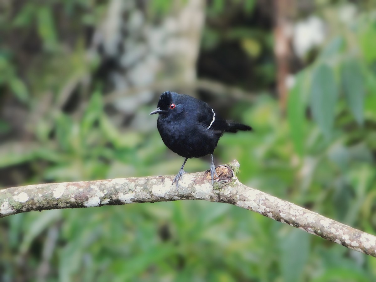 White-shouldered Fire-eye - ML633575523