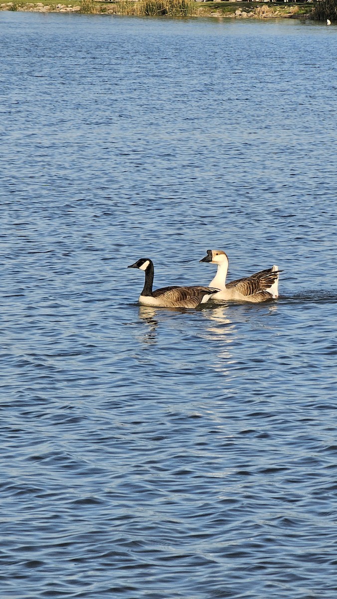 husa labutí - ML633575540