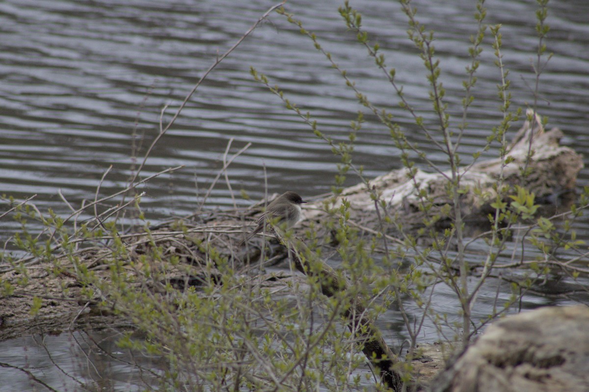 Eastern Phoebe - ML633575642