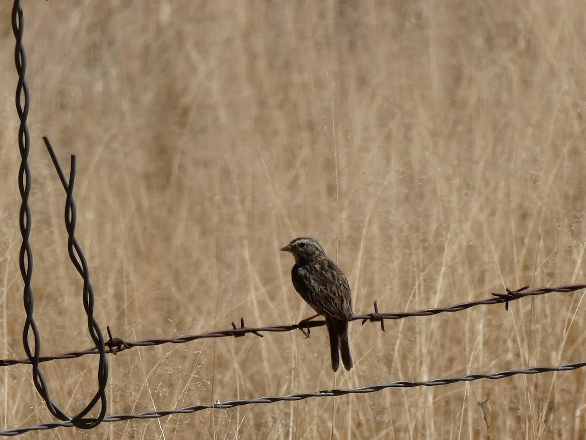 Savannah Sparrow - ML633575768
