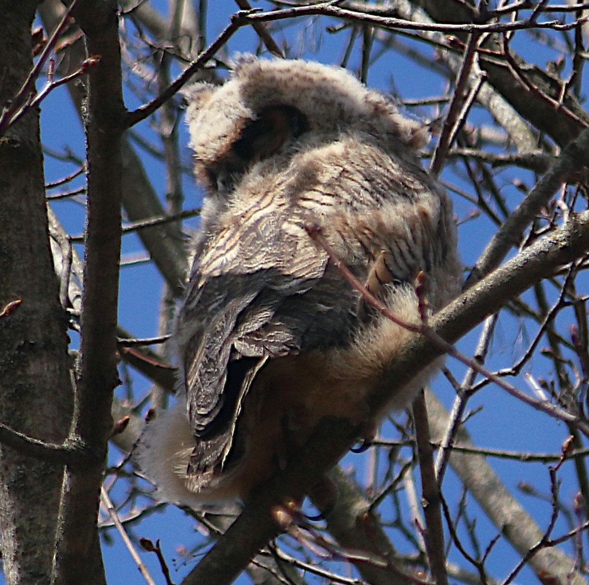 Great Horned Owl - ML633575799