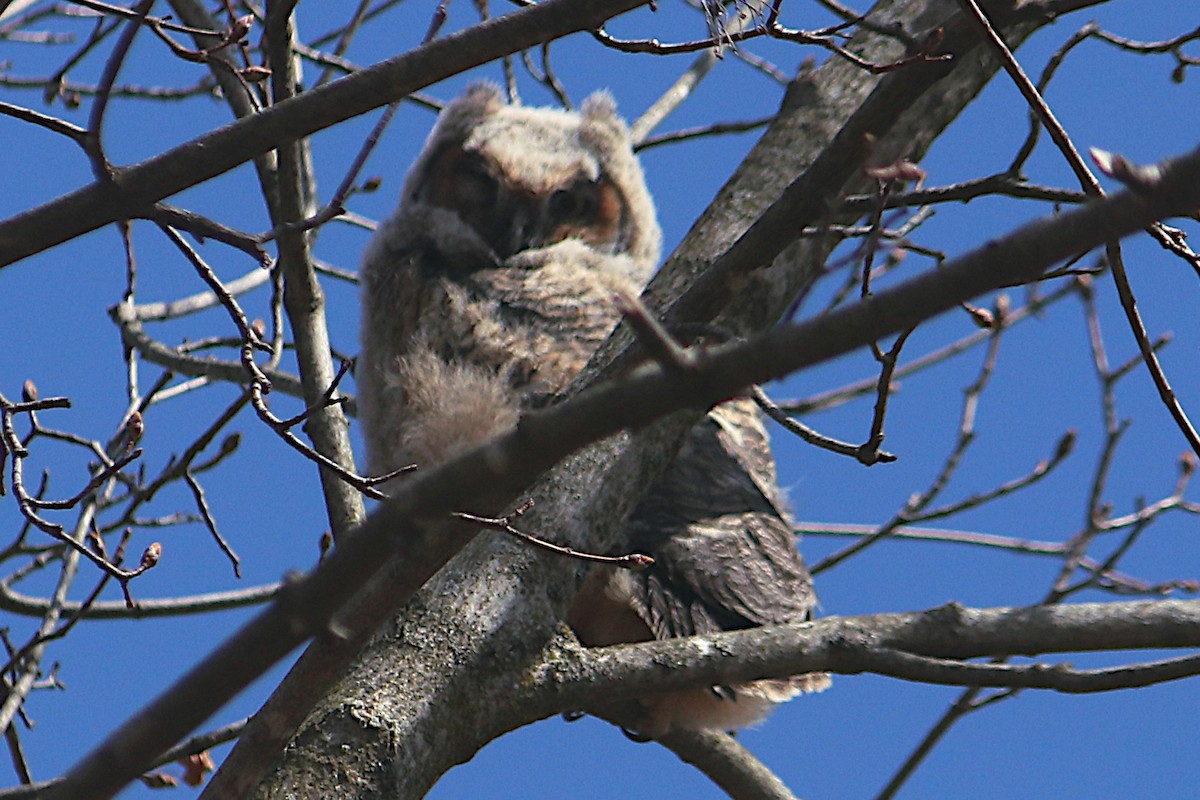 Great Horned Owl - ML633575812