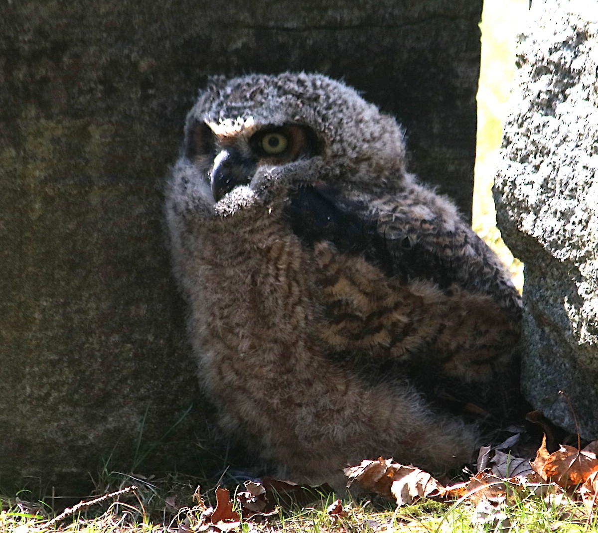 Great Horned Owl - ML633575827