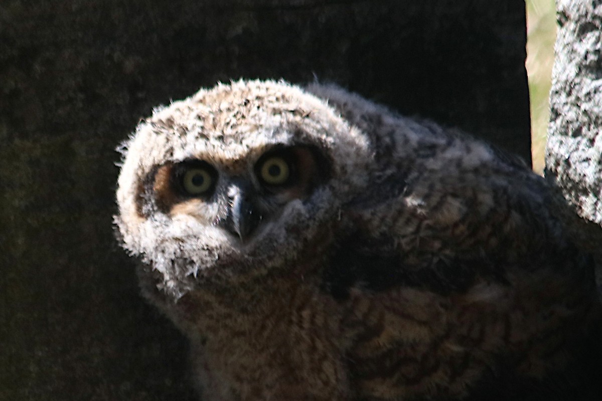 Great Horned Owl - ML633575834